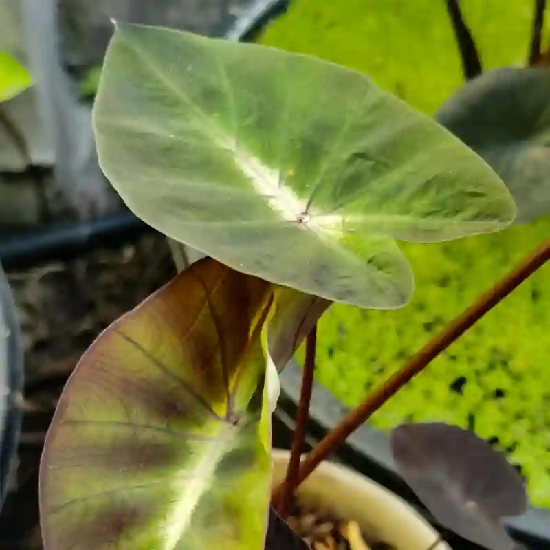 Colocasia Tropical Storm