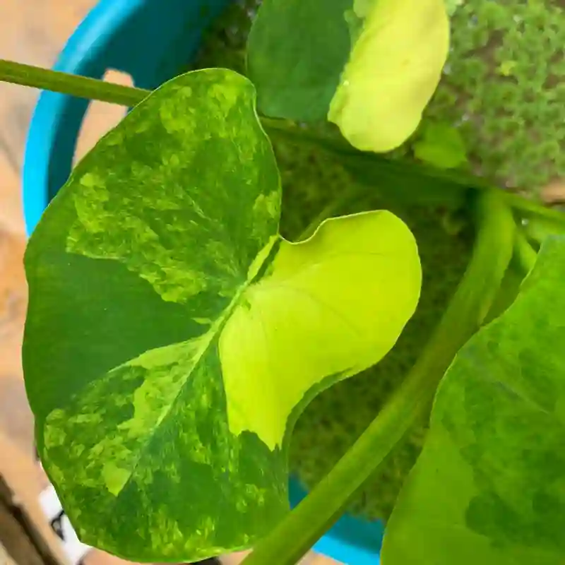 Colocasia Yellow Splash