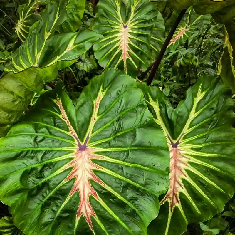 Colocasia White Lava