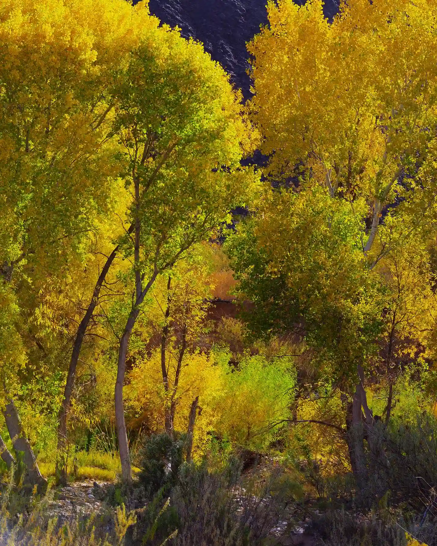 Plant FAQs Cottonwood