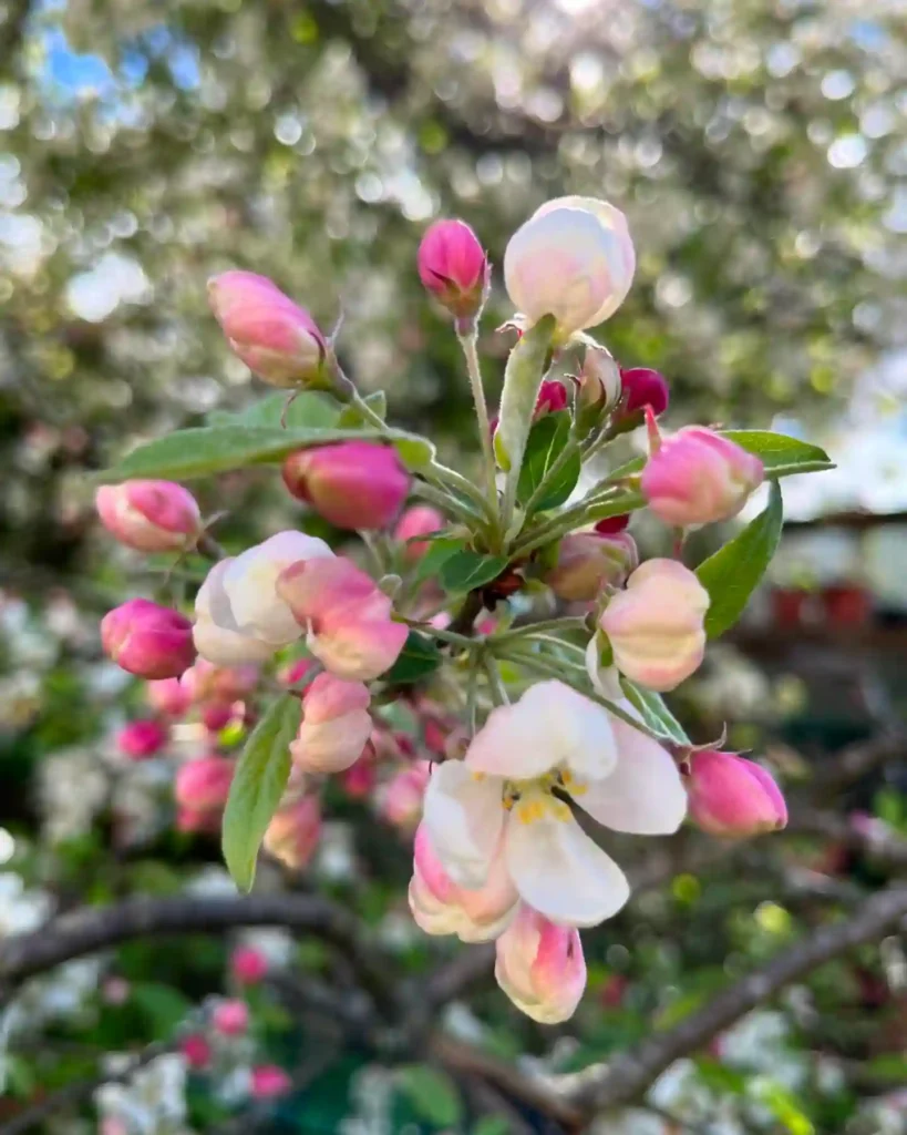 Crabapple