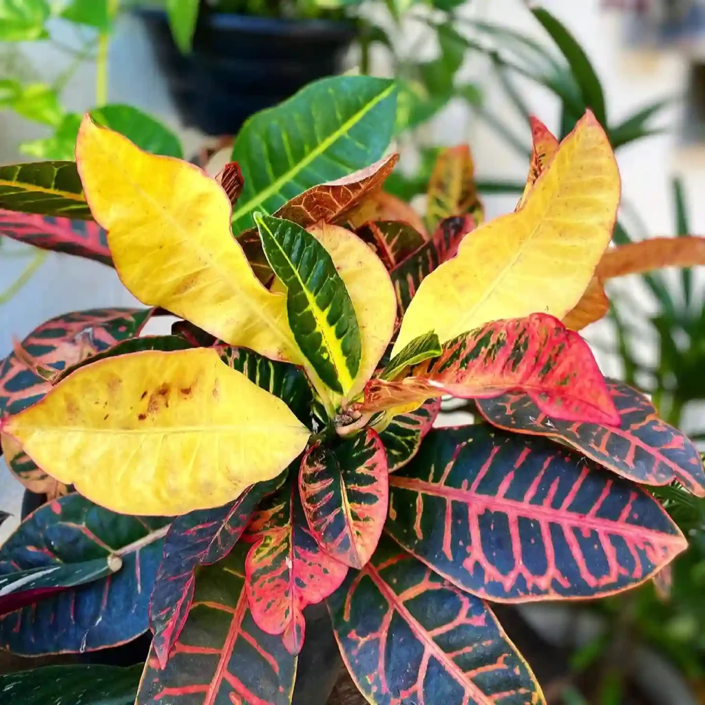 Croton