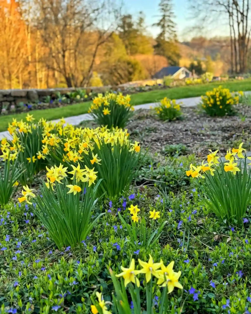 Daffodil