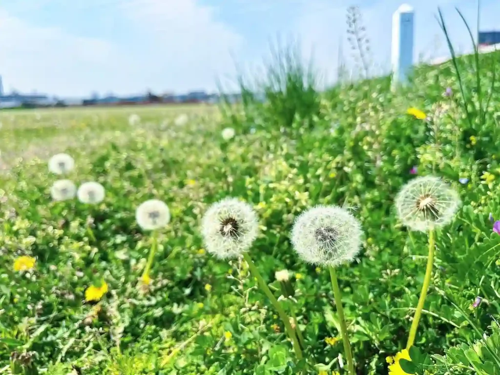 Dandelion