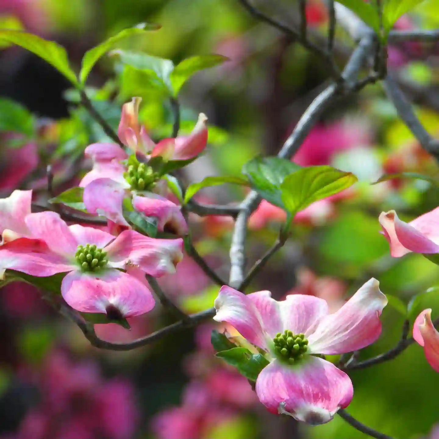 Plant FAQs: Dogwood