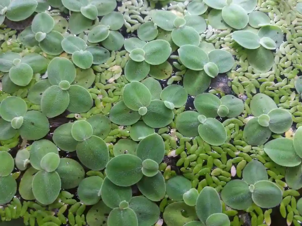 Duckweed