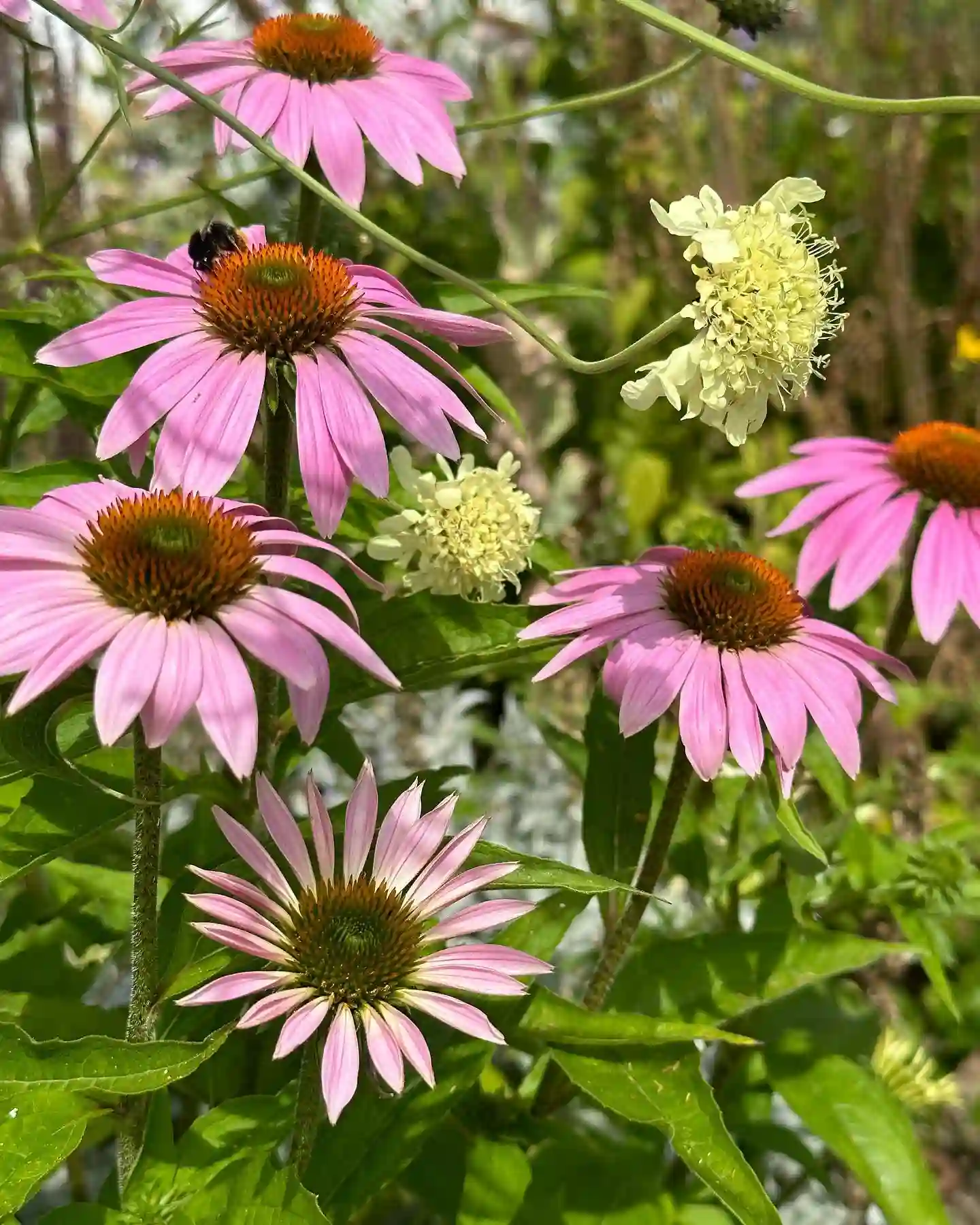 Plant FAQs Echinacea