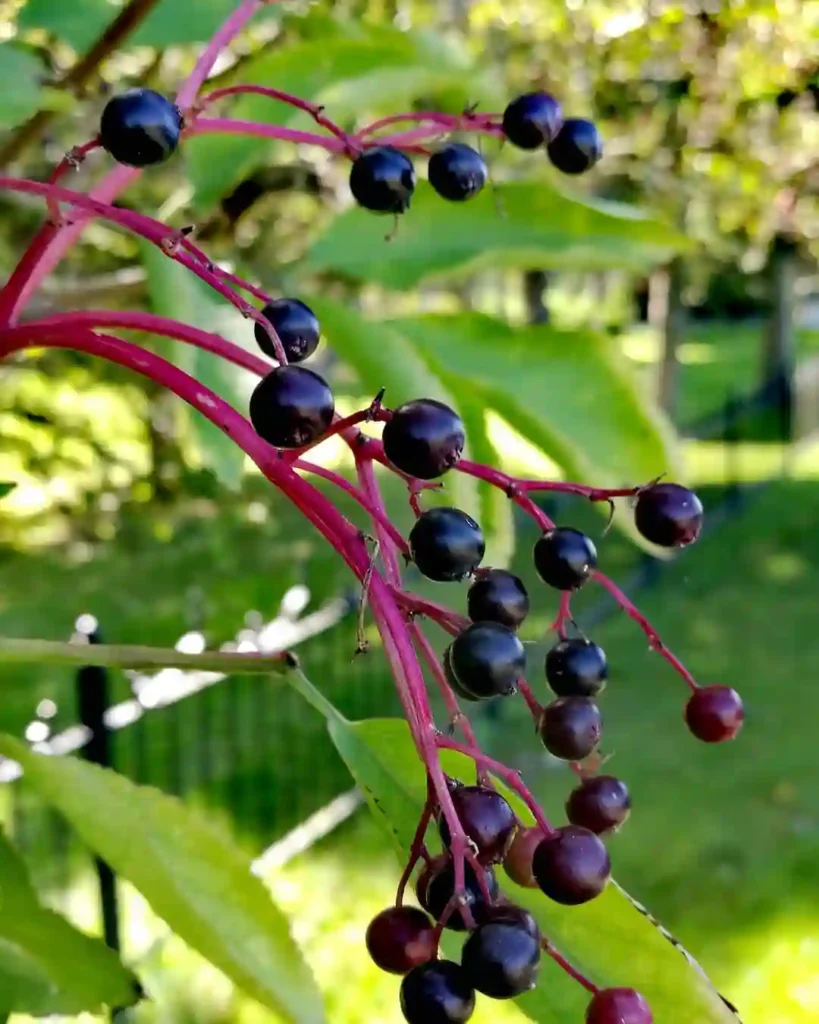 Elderberry