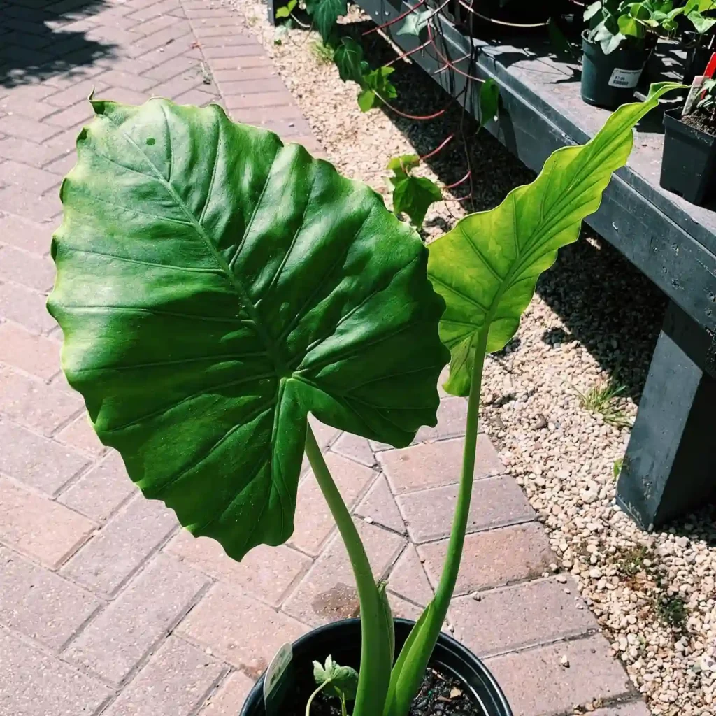 Elephant Ear