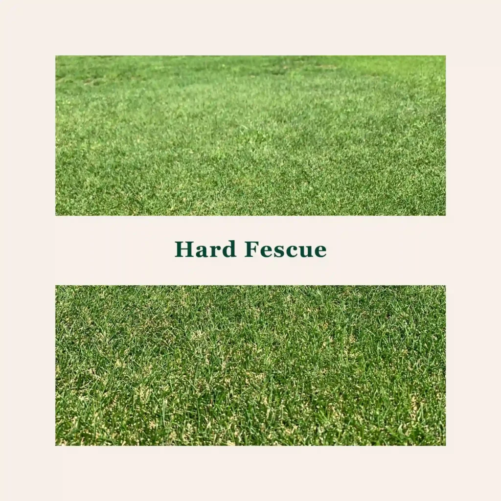 Fescue Grass