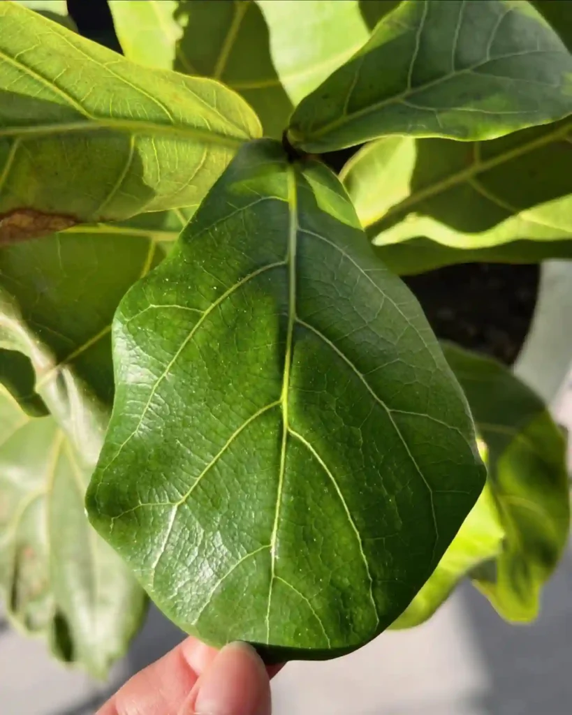 Fiddle Leaf Fig