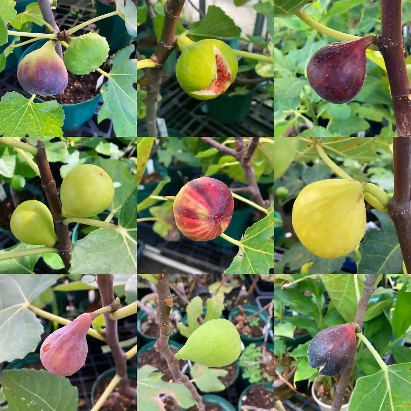 Plant FAQs Fig Tree