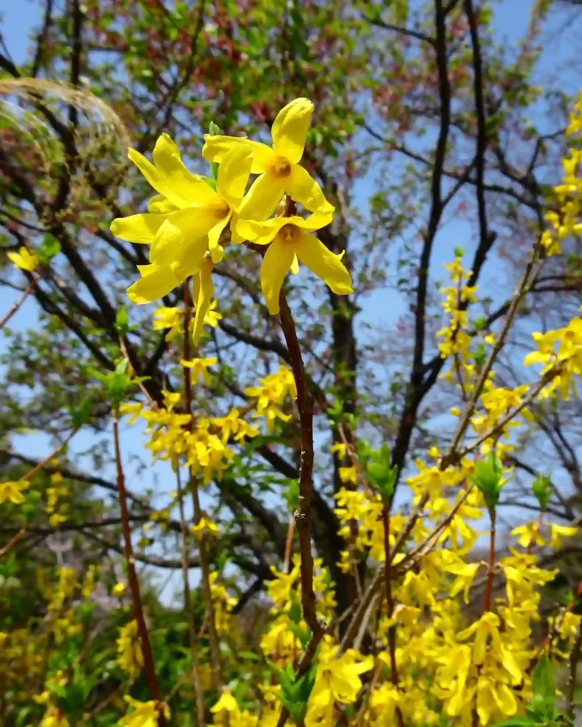 Forsythia