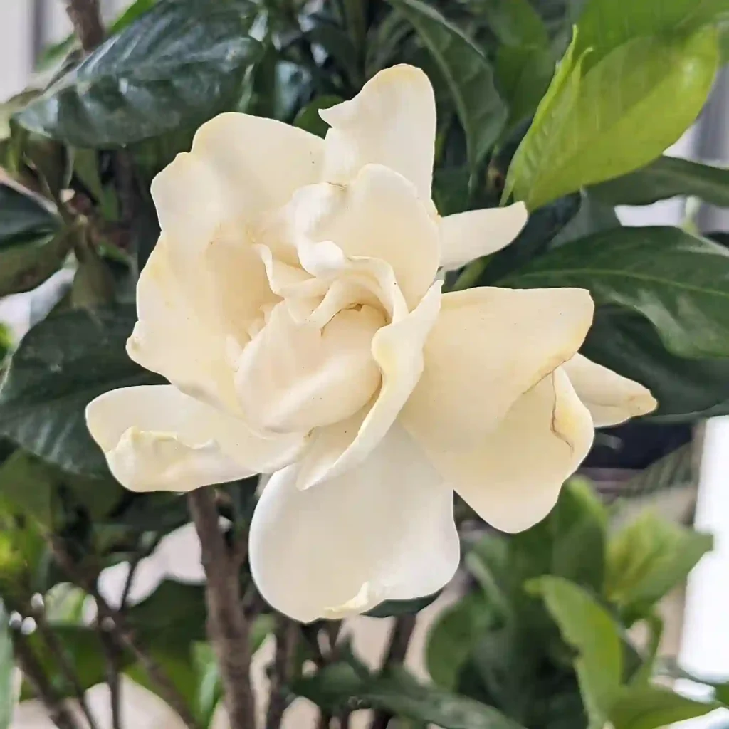 Gardenia