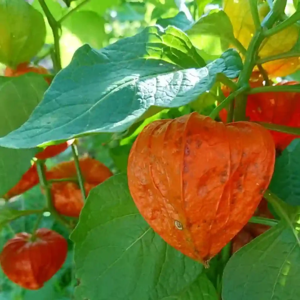 Ground Cherry