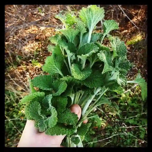 Horehound