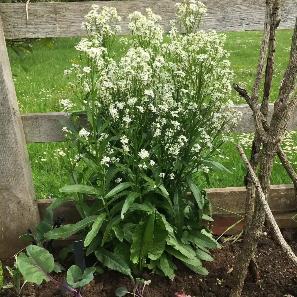 Horseradish