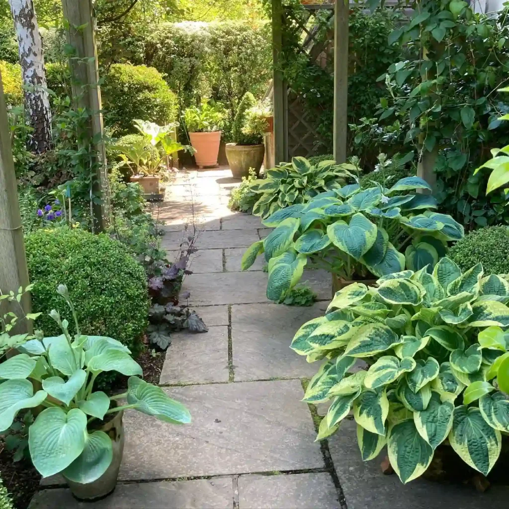 Hostas