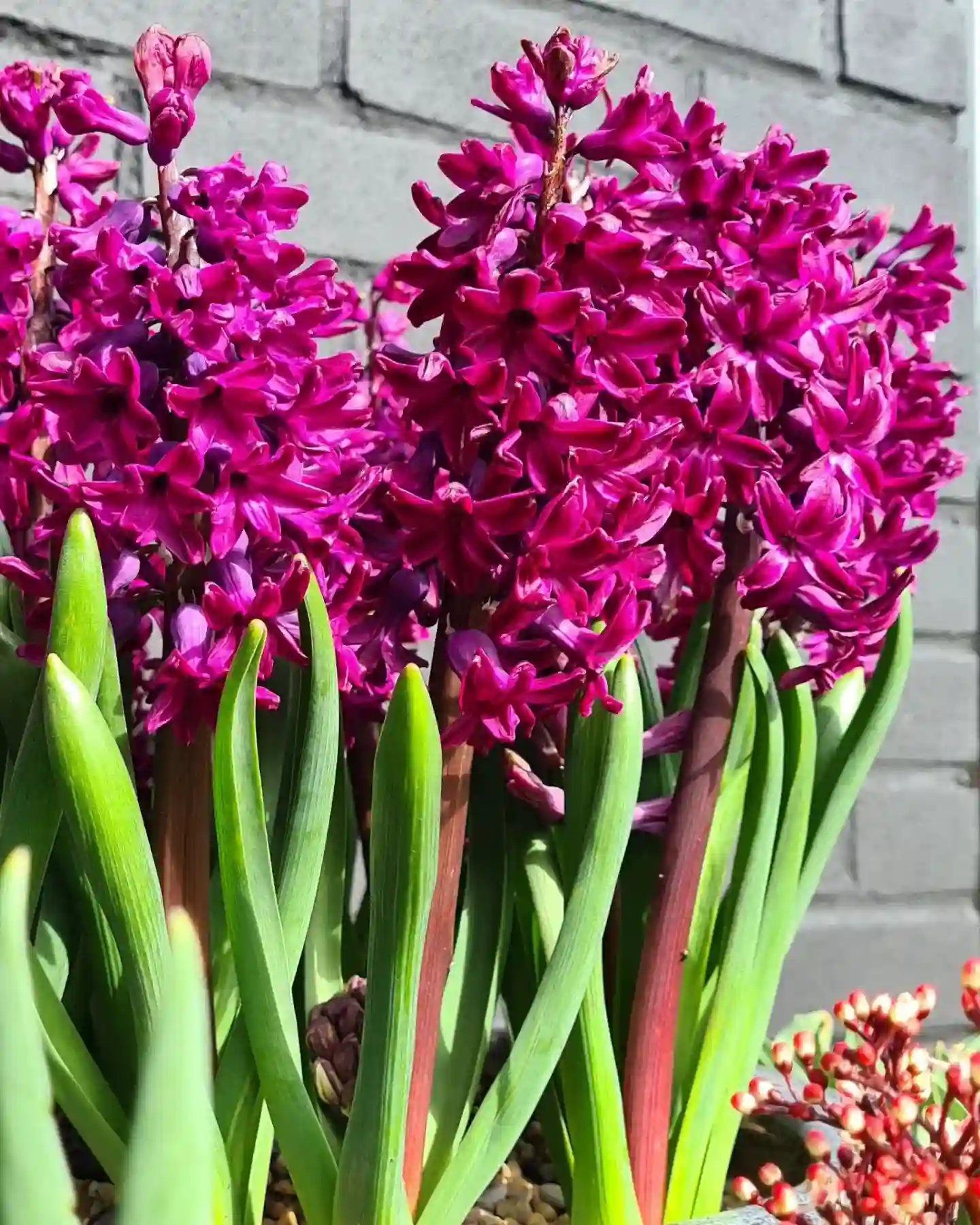 Plant FAQs Hyacinth