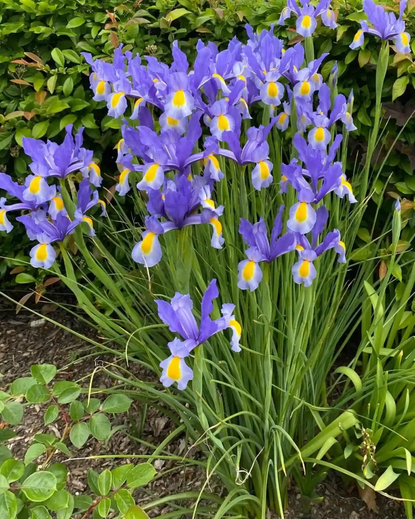 Irises