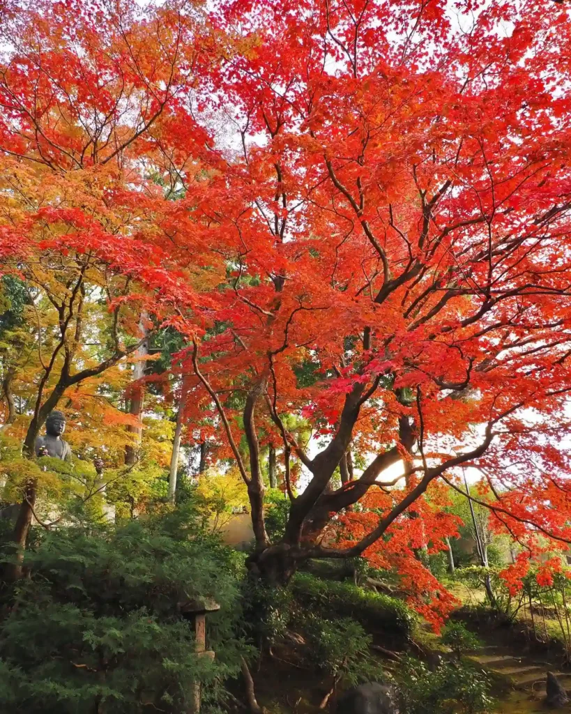 Japanese Maple