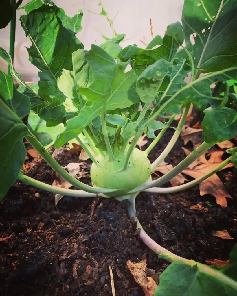 Kohlrabi