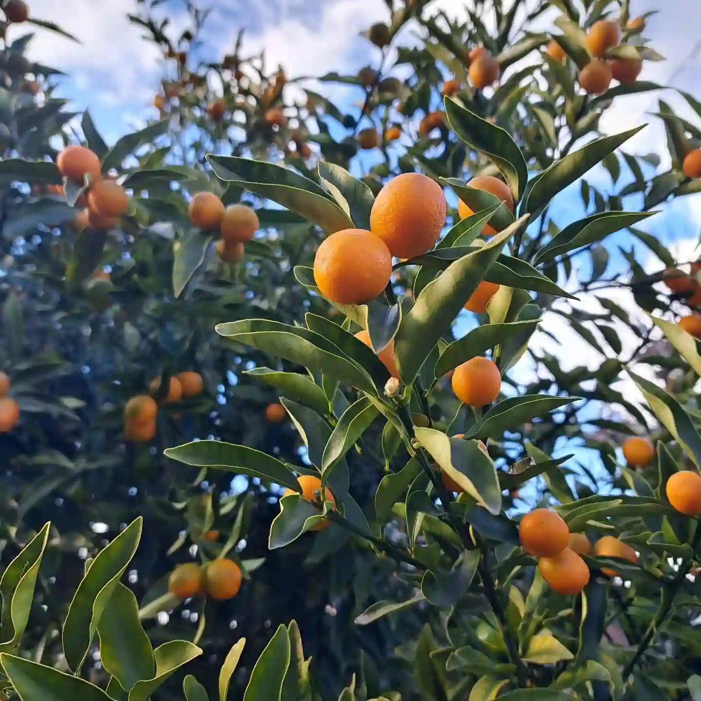Plant FAQs Kumquat