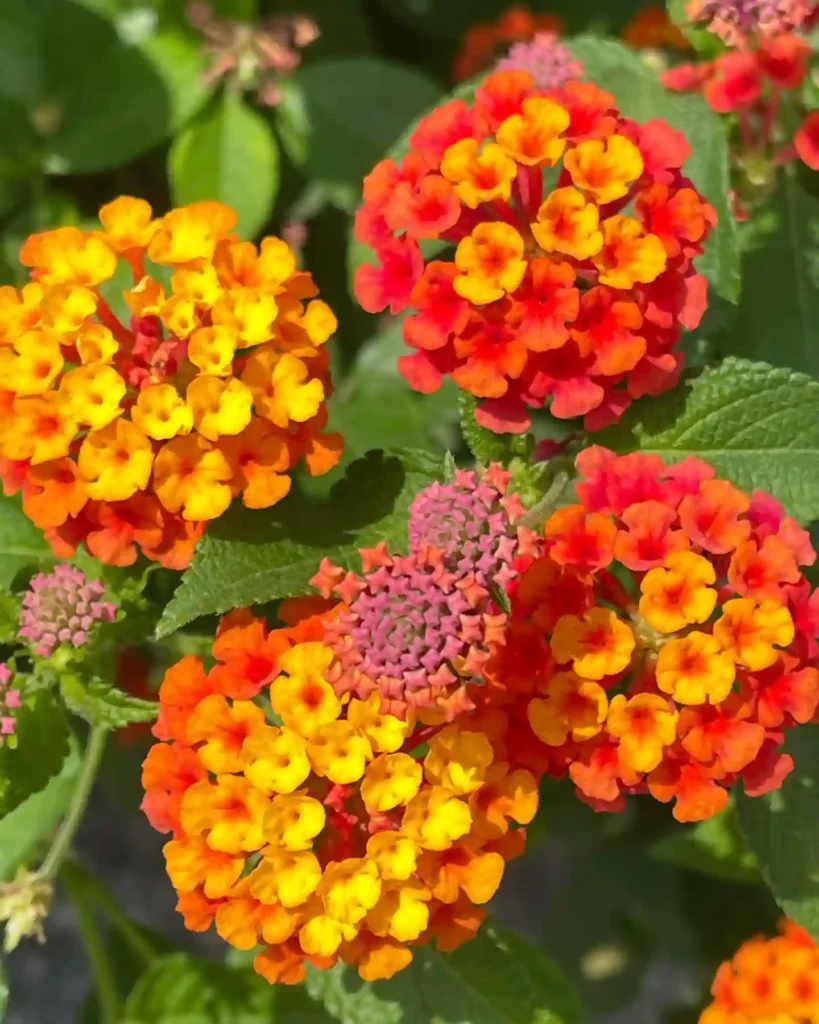 Lantana