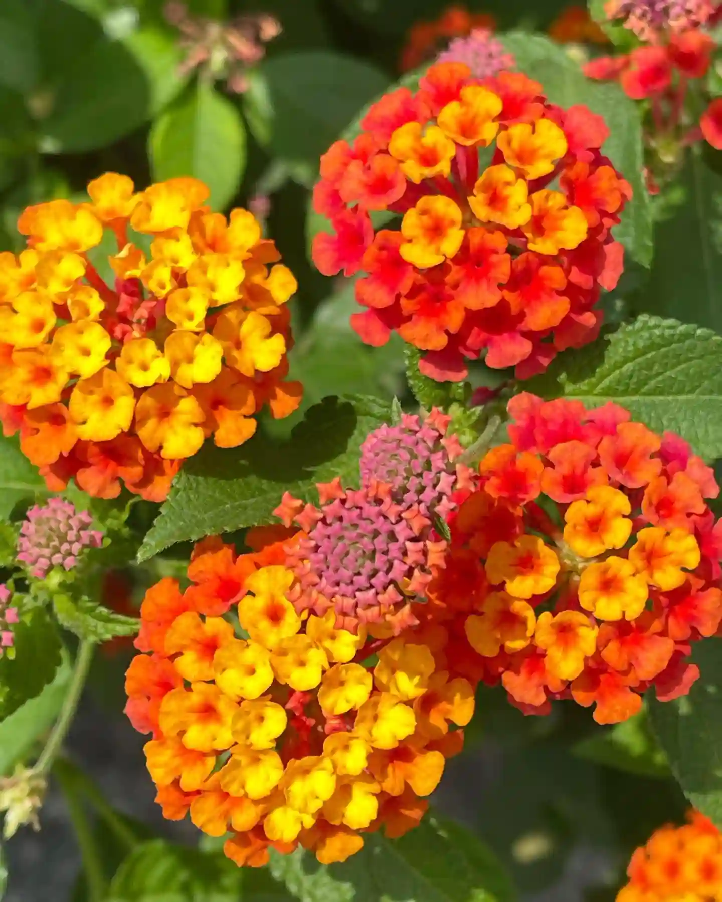 Plant FAQs Lantana   Lantana Monsteraholic.com Plant 101.webp