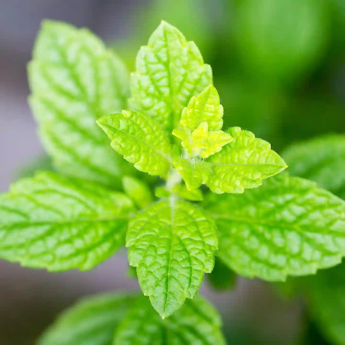 Lemon Balm