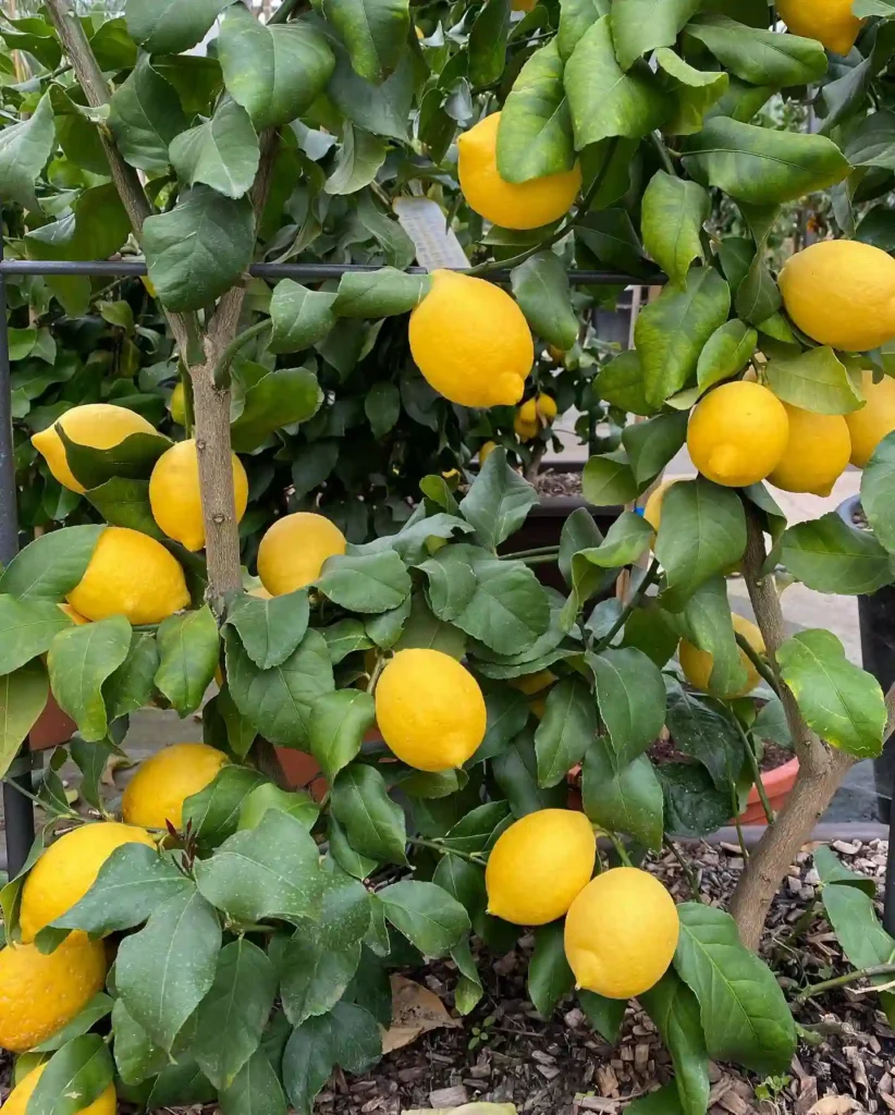 Lemon Tree