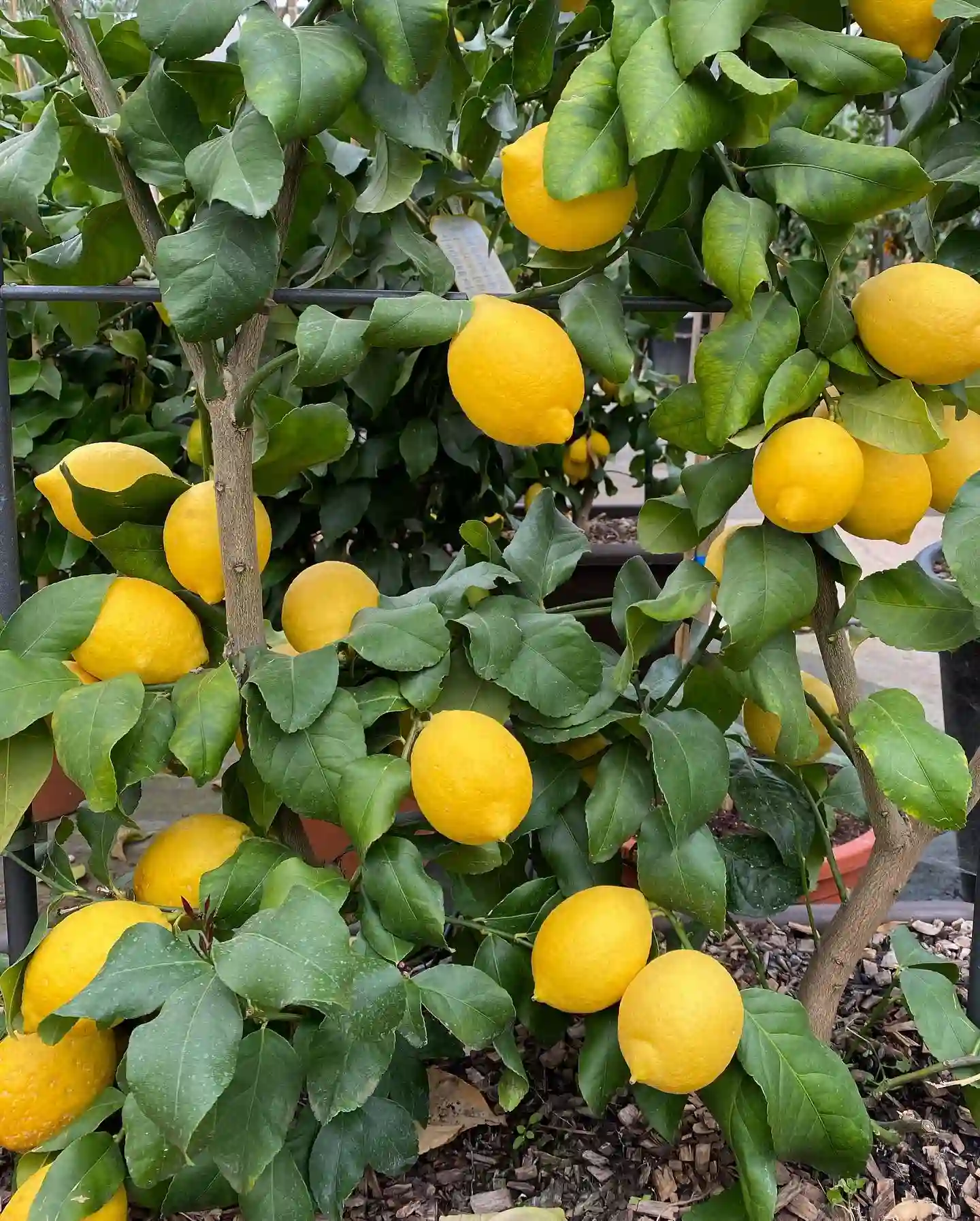 Plant FAQs Lemon Tree