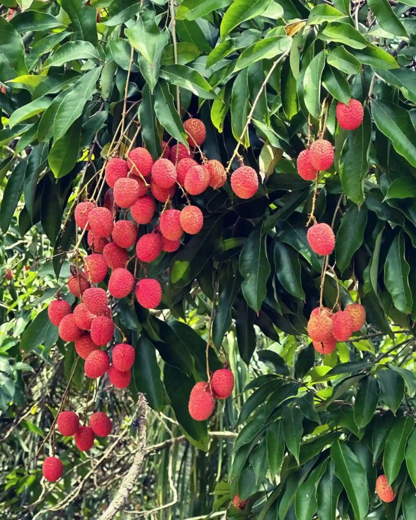 Plant FAQs: Lychee