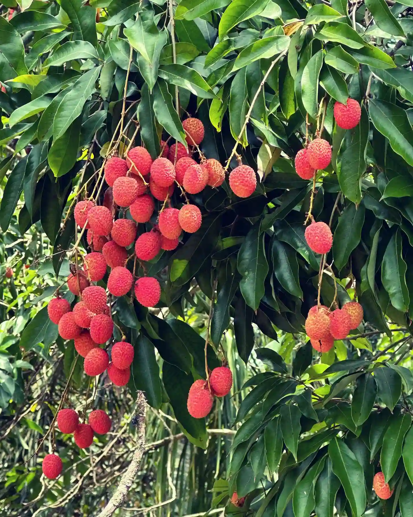 Plant FAQs Lychee
