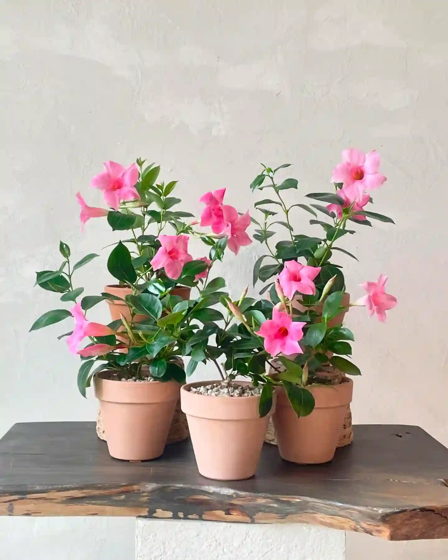 Mandevilla