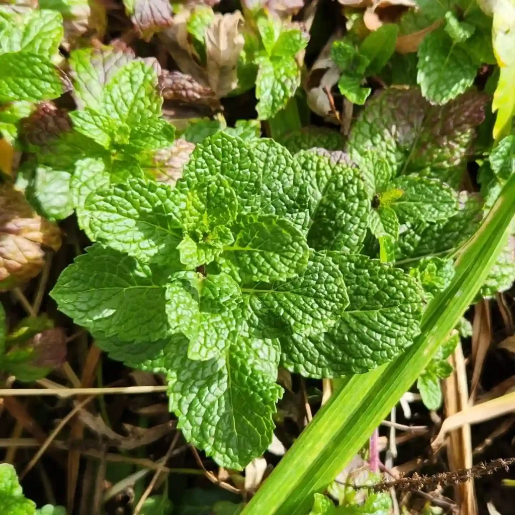 Mint Plant