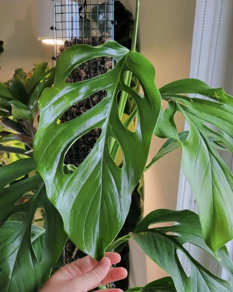 Plant FAQs: Monstera Acacoyaguensis