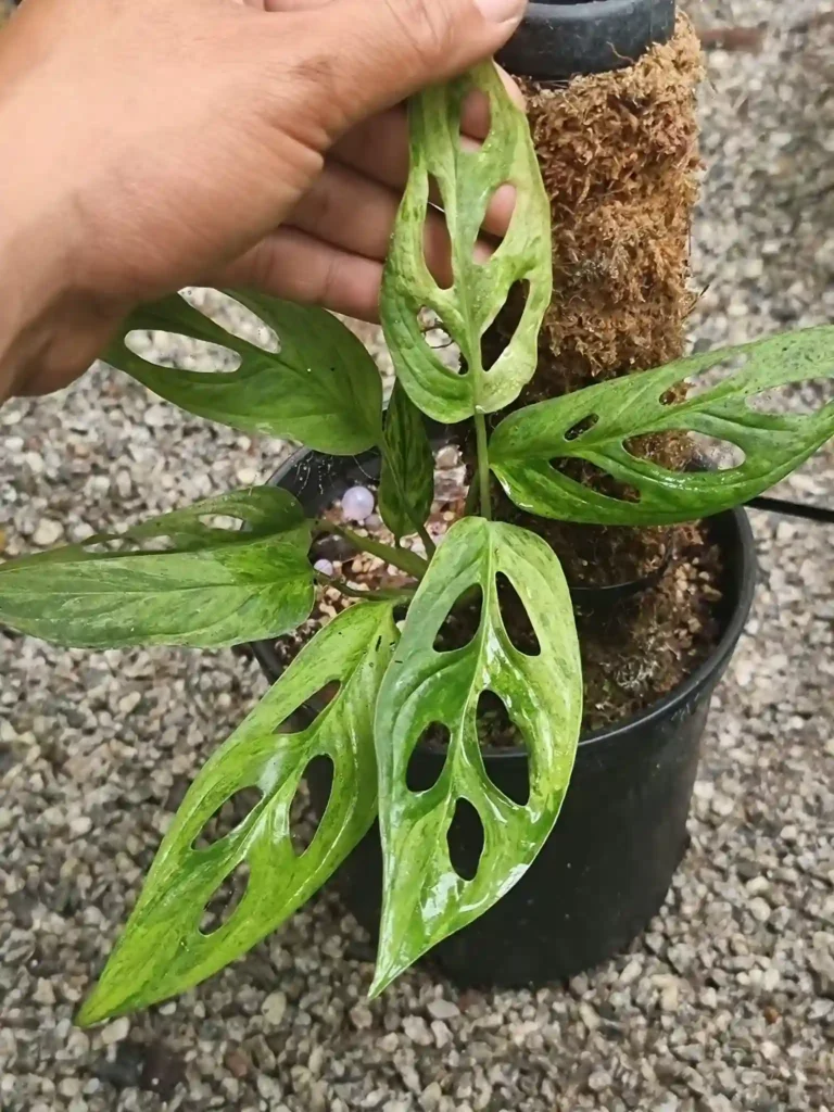 Monstera Adansonii Mint