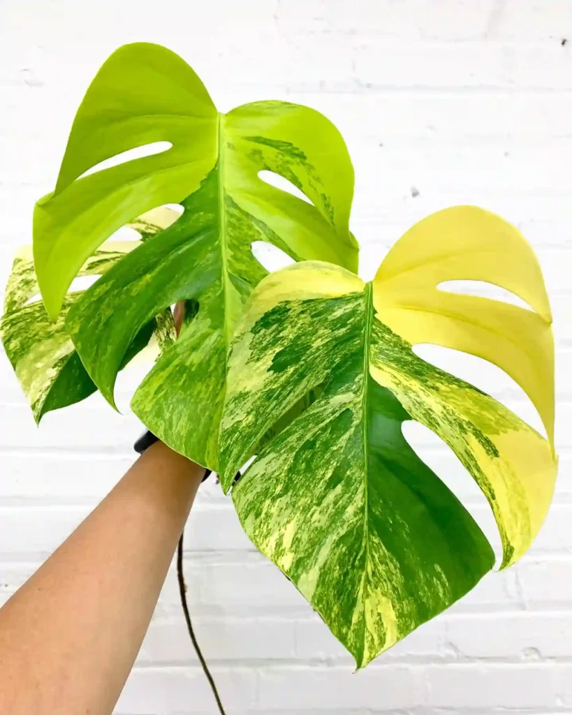 Monstera Borsigiana Aurea