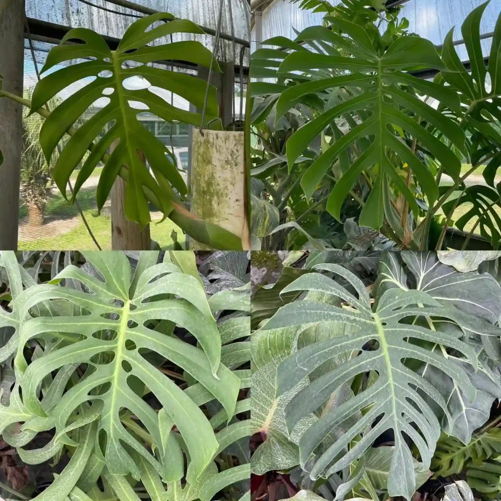 Monstera Brazil Common Form