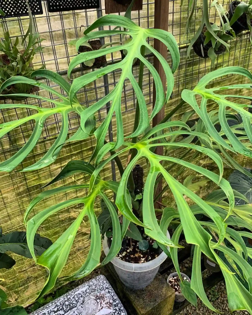 Monstera Burle Marx Flame