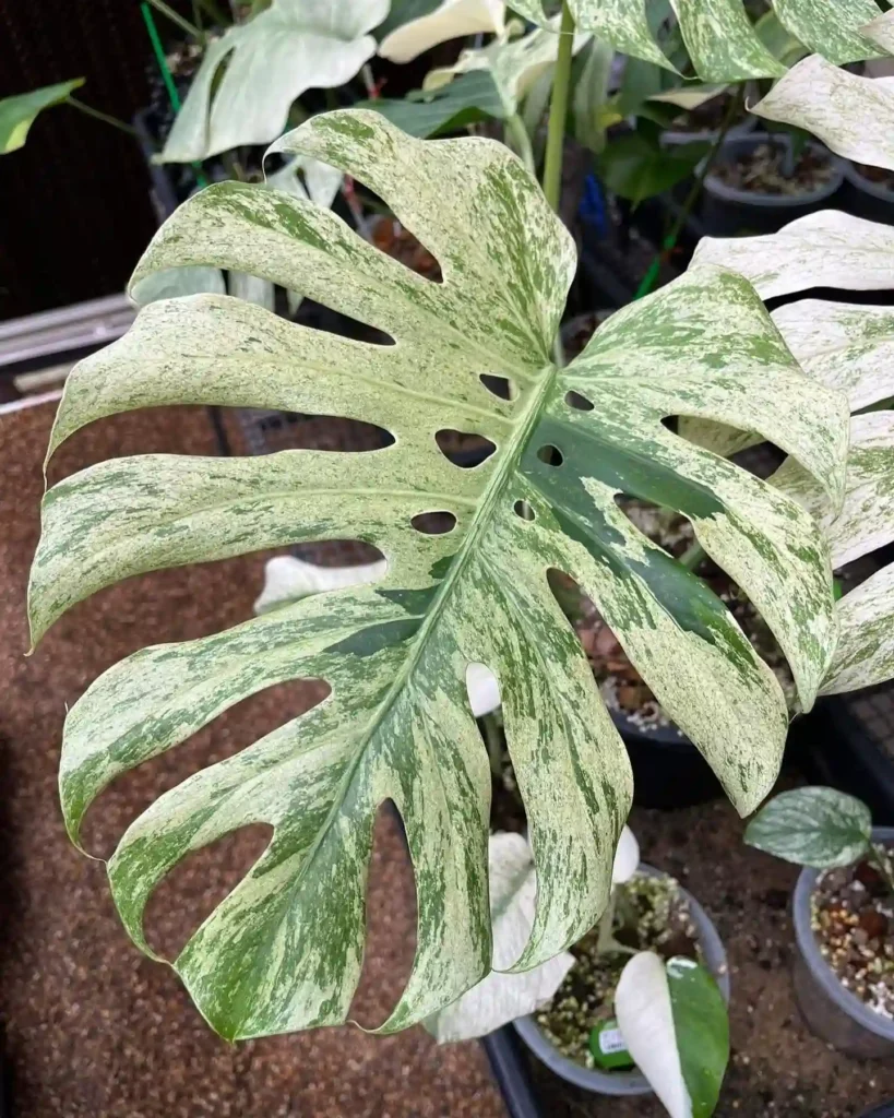 Monstera Deliciosa Mint Variegated