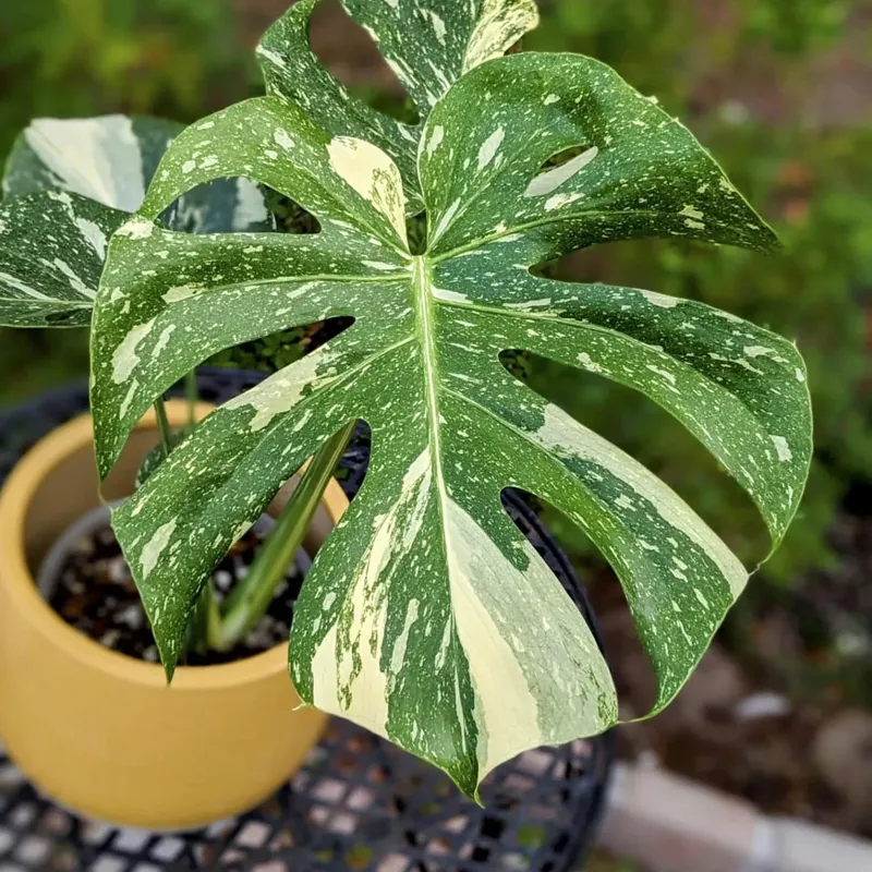 Monstera Thai Constellation