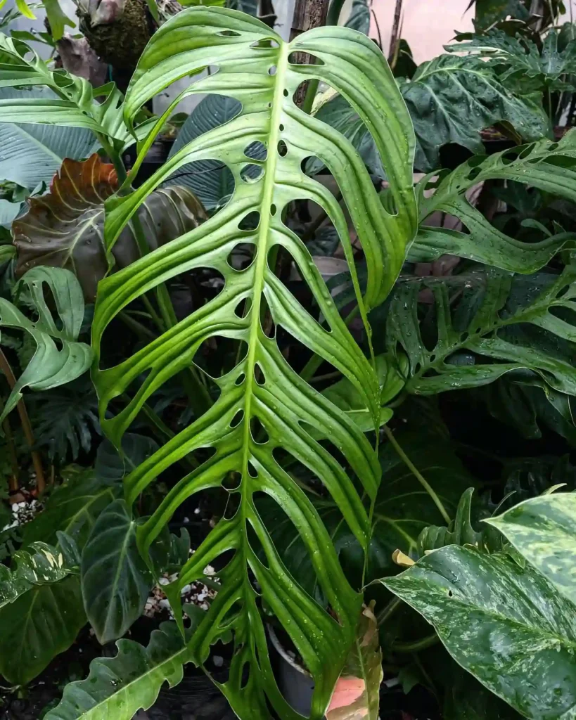 Monstera Esqueleto