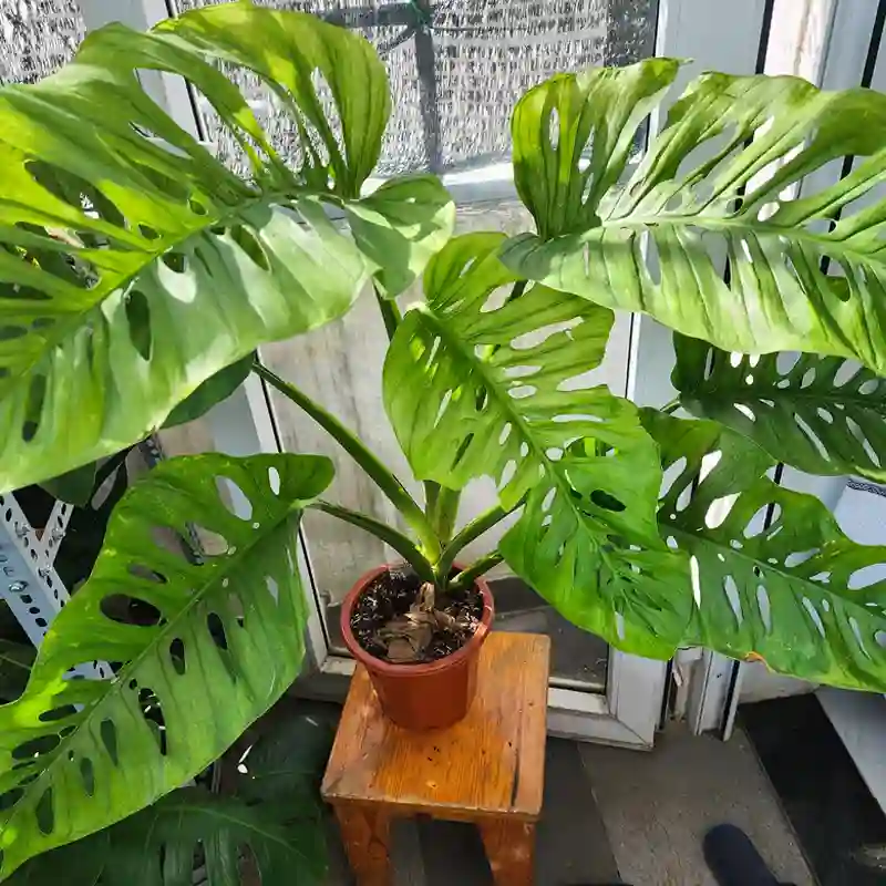 Monstera Lechleriana