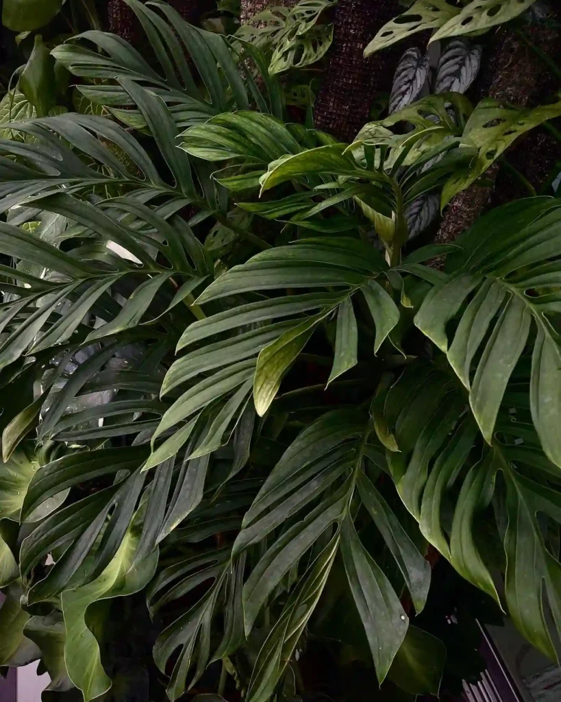 Monstera Pinnatipartita