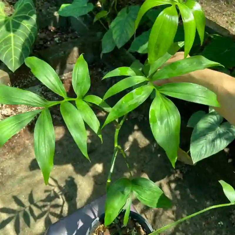 Monstera Subpinnata