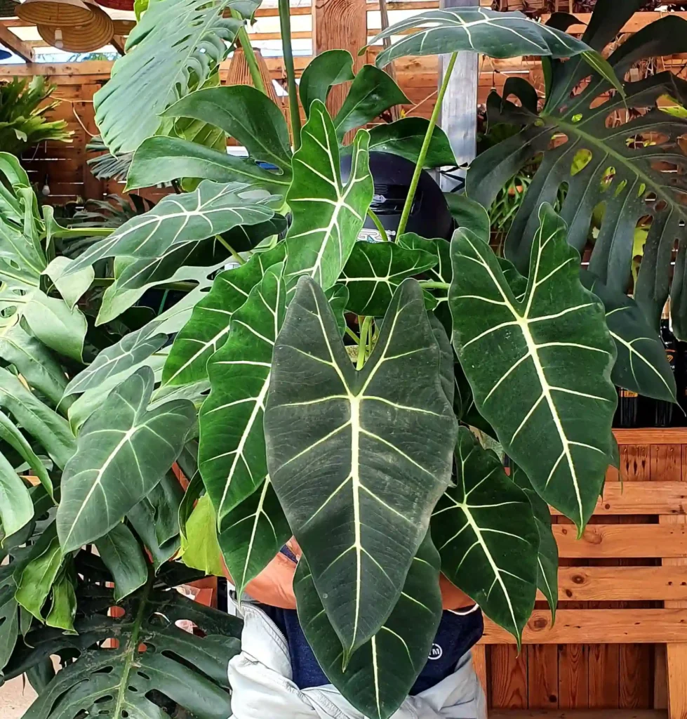 Alocasia Frydek