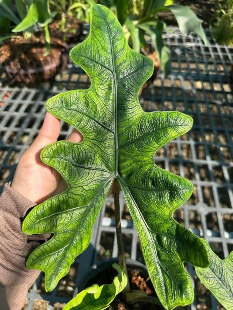 Alocasia Jacklyn