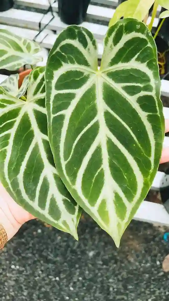 Anthurium Crystal Hope